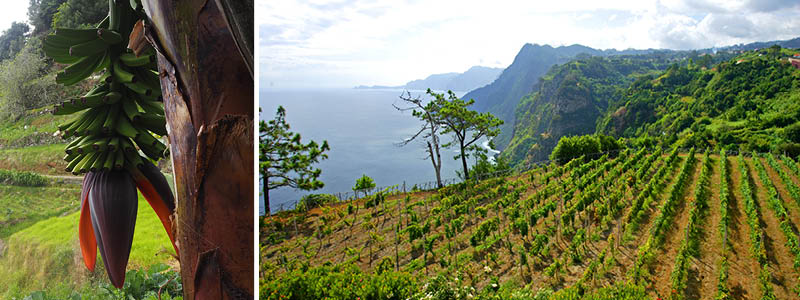 Smag på lokale specialiteter på Madeira